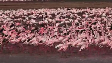 Küçük Flamingo, phoenicopterus minor, grup banyoda, Kenya, gerçek zamanlı Bogoria Gölündeki koloni