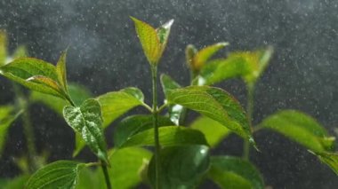 Yağmur damlaları düşen yaprakları