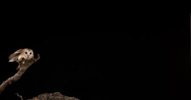 Peçeli baykuş siyah arka plan üzerine