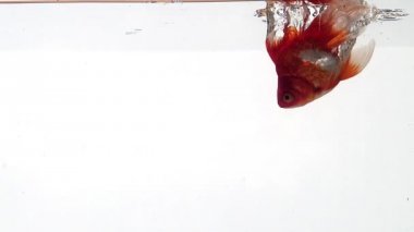 Altın Balık yüzme 