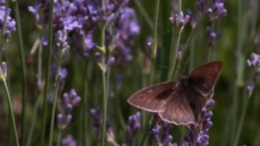 Ağ geçidi denetleyicisi kelebek nektar toplama