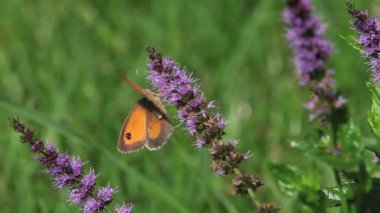 Ağ geçidi denetleyicisi kelebek yaz leylak besleme