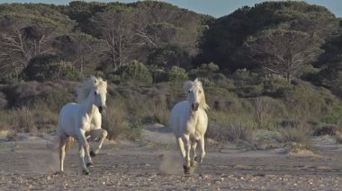 vahşi çalışan Camargue atlar