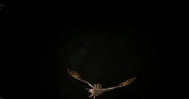 uzun kulaklı baykuş