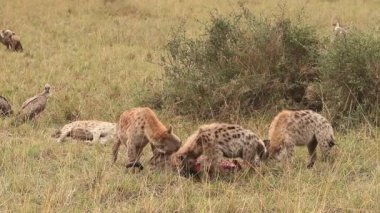 Benekli sırtlan, crocuta crocuta, manda, Masai Mara Park Kenya, gerçek zamanlı yeme bir Kill gruplandırma