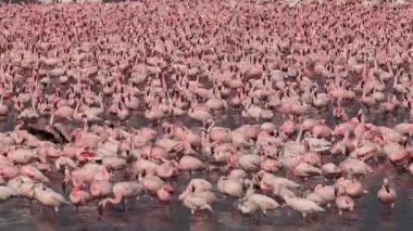 Küçük Flamingo, phoenicopterus minor, grup su, Kenya, gerçek zamanlı Bogoria Gölündeki koloni içinde hareket
