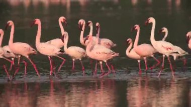 Küçük Flamingo, phoenicopterus minor, grup su, Kenya, gerçek zamanlı Bogoria Gölündeki koloni içinde hareket