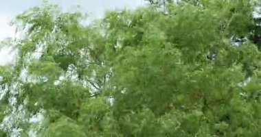 Pollard söğüt ağaçları