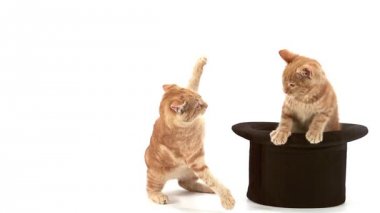 Kırmızı tekir yerli kedi