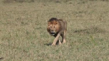 Afrika aslanı, savana ile yürüyüş erkek