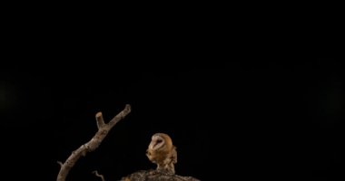 Peçeli baykuş siyah arka plan üzerine