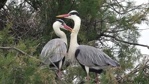 Garzas grises de pie en el nido — Vídeos de Stock