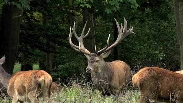 Kronhjortar i skogen — Stockvideo