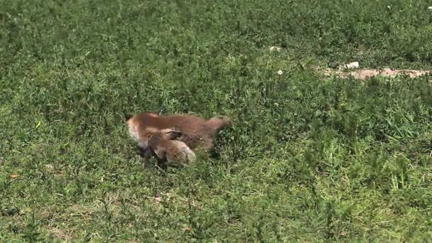 Red Fox Pups играют на Grass — стоковое видео