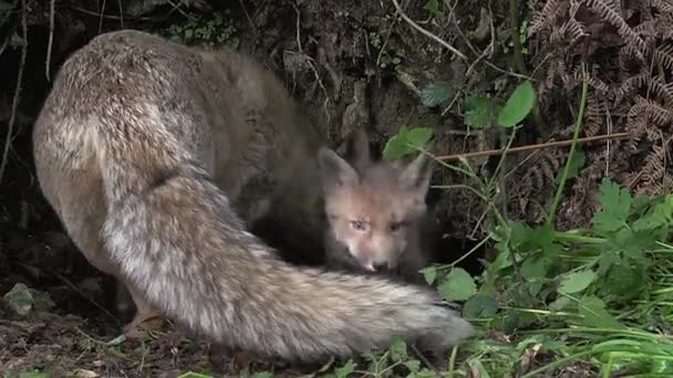 Rotfuchs in der Nähe der Einfahrt — Stockvideo