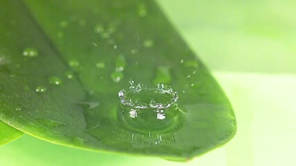 Droppe vatten som faller på blad — Stockvideo