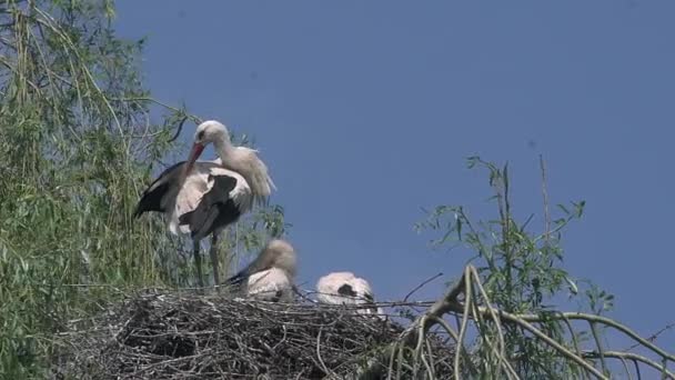 コウノトリと雛の巣の上に立って — ストック動画