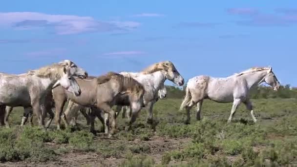 Wild Camargue paarden — Stockvideo