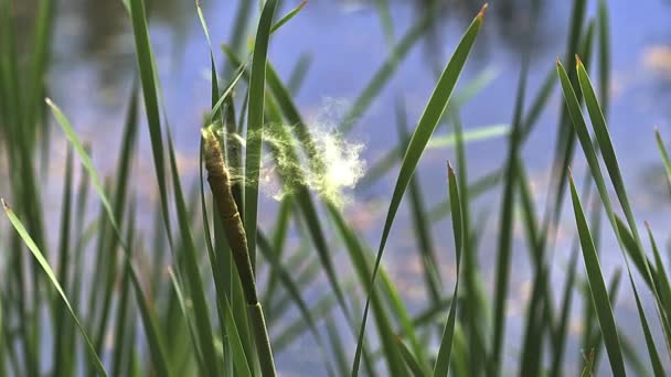 Grande Reedmace ou Bulrush, typha latifolia, pólen libertado da planta, lagoa na Normandia, câmera lenta — Vídeo de Stock