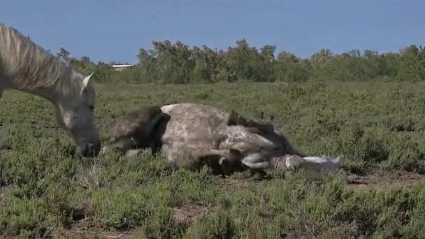 Wild Camargue paarden — Stockvideo