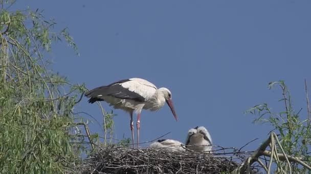 コウノトリと雛の巣の上に立って — ストック動画