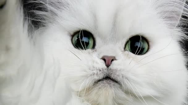Chinchilla Pérsico gato doméstico — Vídeo de stock
