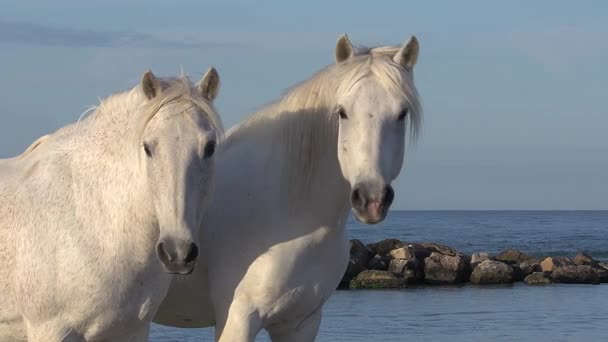 カマルグの野生の馬 — ストック動画