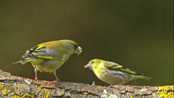 European Greenfinch, Female attacking Male — Stock Video