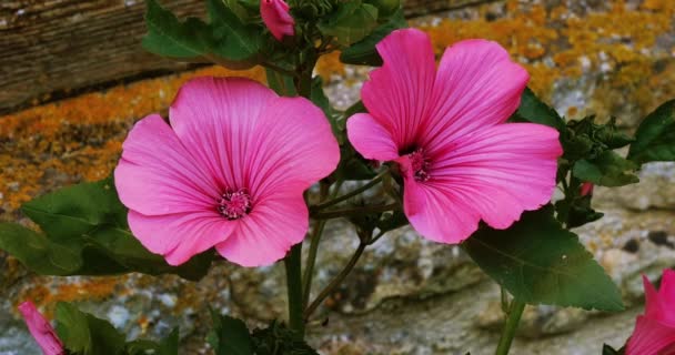 Árbol Malva floreciendo — Vídeos de Stock