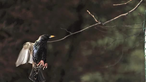 Seregély, sturnus vulgaris, felnőtt, repülés, leszállás a vályú, Normandia, lassú mozgás — Stock videók