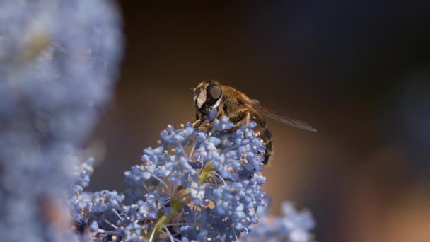 Abeja voladora sobre flor — Vídeo de stock