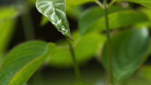 Gotas de lluvia cayendo de hojas — Vídeos de Stock