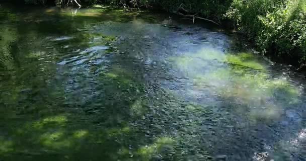 水生植物と川 — ストック動画