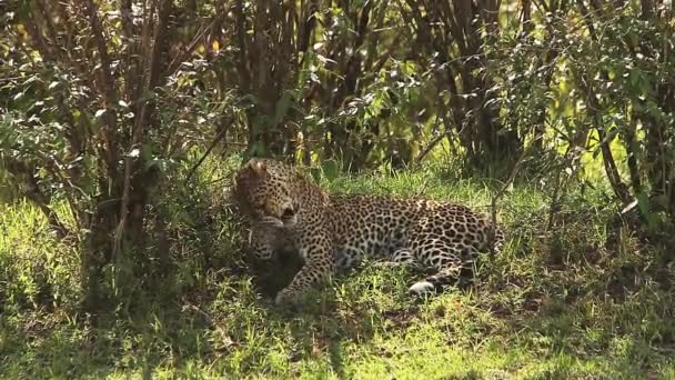 Erwachsene Leoparden liegen auf Gras — Stockvideo