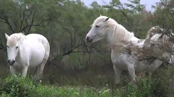 Wilde Camargue-Pferde — Stockvideo