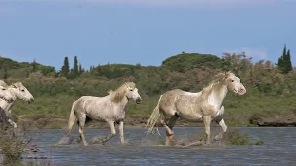 Selvagem correndo Camargue Cavalos — Vídeo de Stock