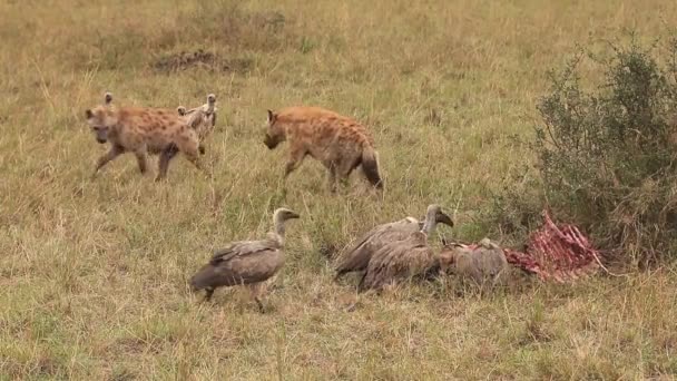 Fläckig Hyena, crocuta crocuta och afrikanska vit backas gam, gyps africanus, gruppen på en Kill, Wildebeest, Masai Mara Park i Kenya, realtid — Stockvideo