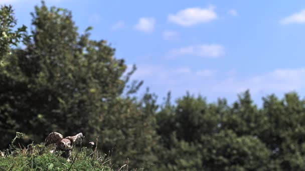 Eurasian Tawny Owl — Stock Video