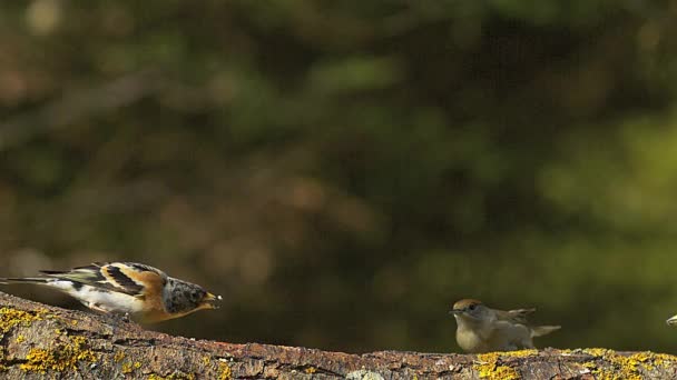 Bramming, fringilla montifringilla, erwachsene Person mit Nahrung im Schnabel attackiert weibliche Schwarzmütze, sylvia atricapilla, normandie, Zeitlupe — Stockvideo