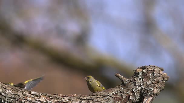 유럽 Greenfinch, 남성을 공격 하는 여성 — 비디오