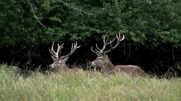 Red Deers in forest — Stock Video