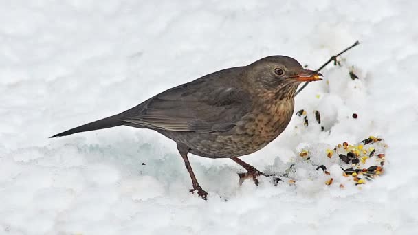 Blackbird, turdus merula, eszik a magokat a hó, Normandia, valós idejű nő