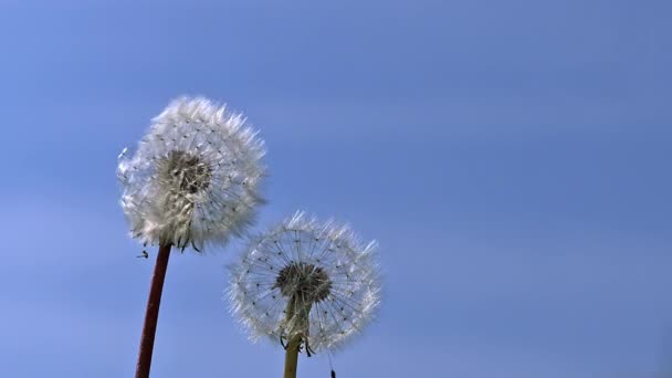 Common Dandelions, seeds being blown — Stock Video