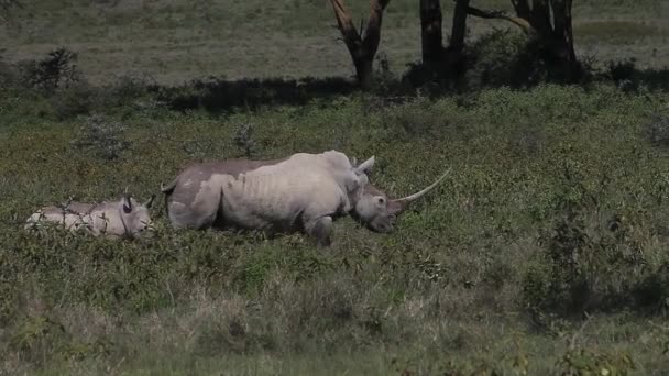 Black rhinoceroses, Female with Calf walking, — Stock Video