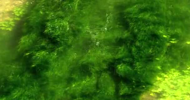 Řeka s vodní rostliny — Stock video