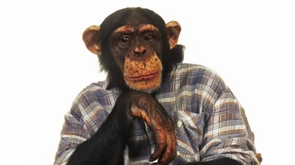Chimpanzé dans les vêtements pour homme — Video