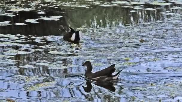 Moorhens communs en vol Décollage 