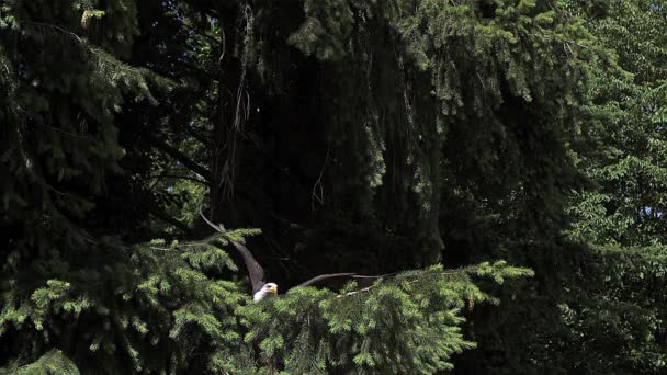 Weißkopfseeadler hebt vom Ast ab — Stockvideo