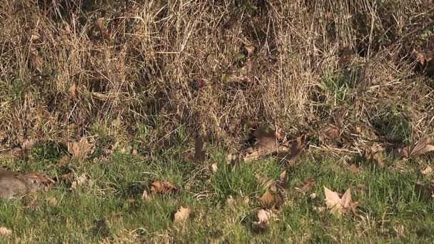Αγριοκούνελο ή άγρια κουνέλια, oryctolagus cuniculus, νεαρός τρέχει μέσα από το Λιβάδι, αργή κίνηση — Αρχείο Βίντεο