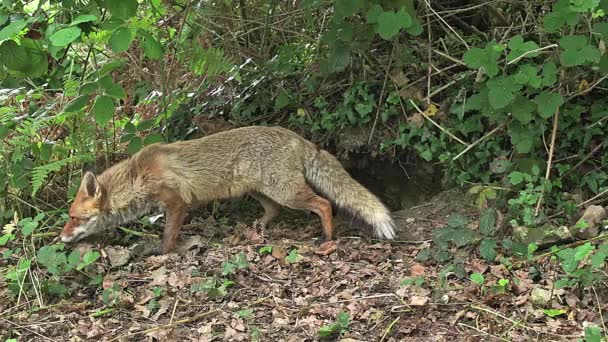 Red Fox near den entrance — Stock Video